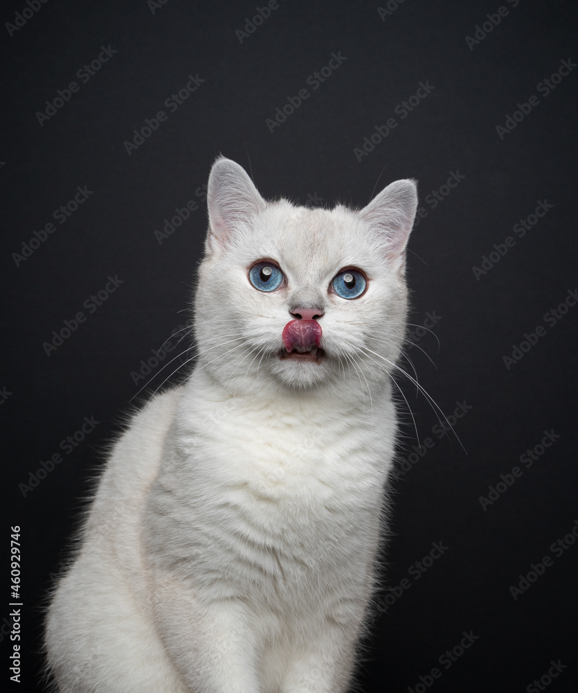 cute white blue eyed british shorthair cat licking lips looking at camera portrait on black background