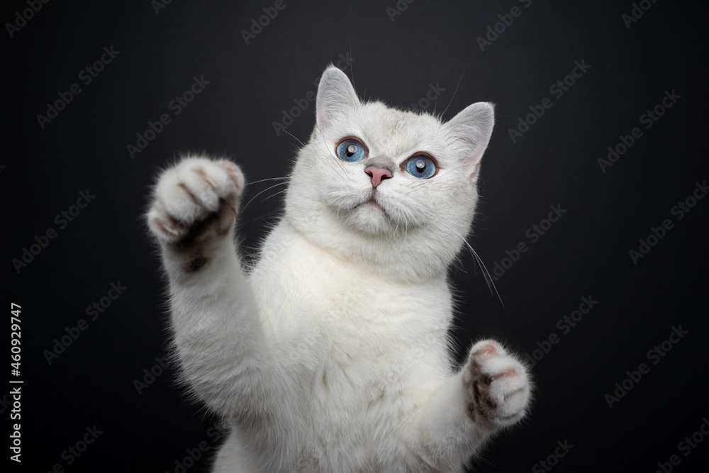 playful white british shorthair cat with blue eyes rearing up raising paws on black background