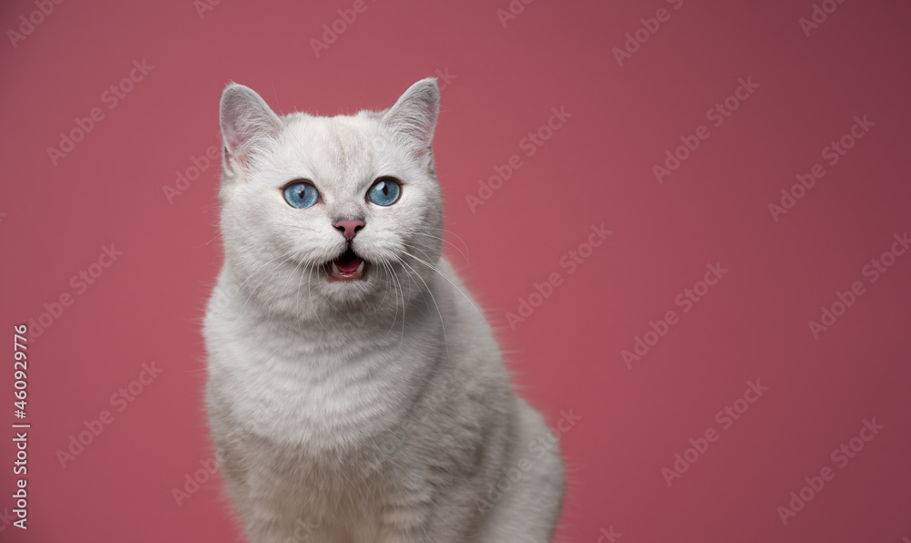 beautiful white british shorthair cat with blue eyes meowing on pink background with copy space