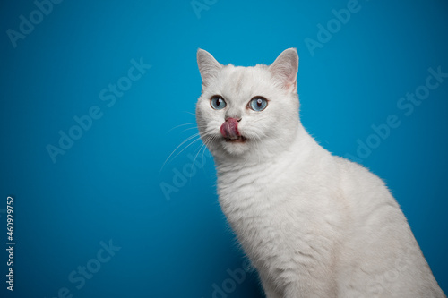 beautiful hungry white british shorthair cat licking lips on blue background with copy space