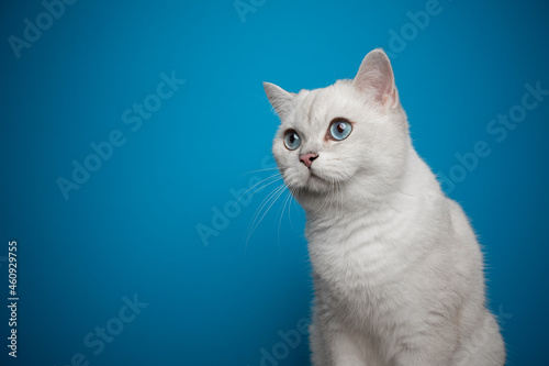 beautiful white blue eyed british shorthair cat looking to the side portrait on blue background with copy space