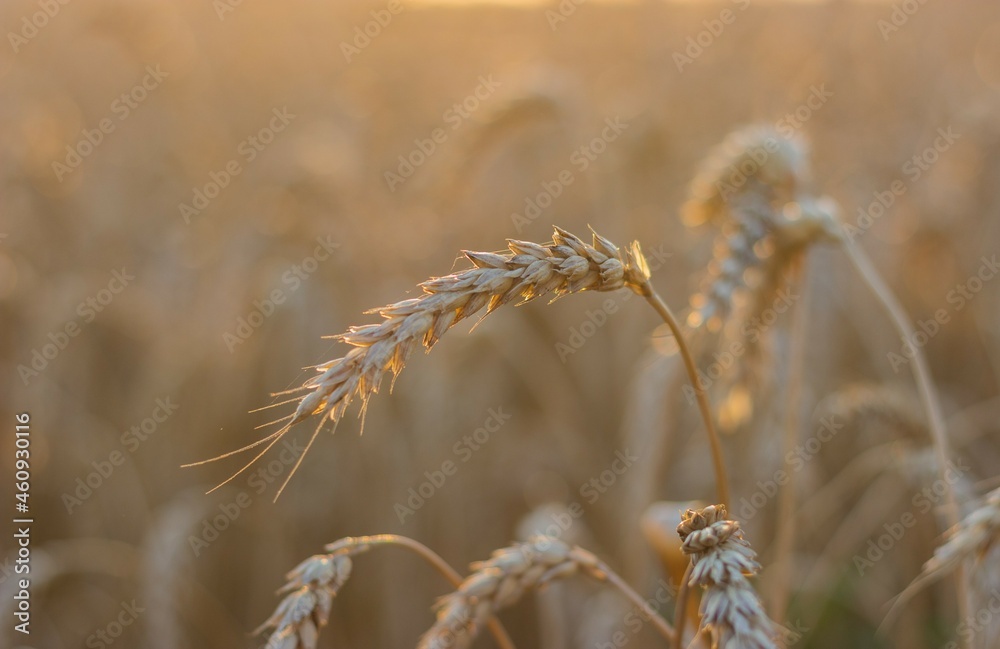 Golden ripe ear of wheat in the reflections of the setting sun against the background of a field