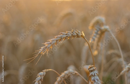 Golden ripe ear of wheat in the reflections of the setting sun against the background of a field