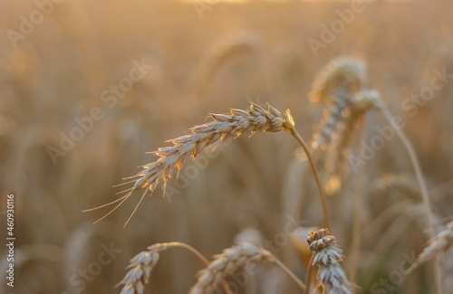 Obraz na płótnie Golden ripe ear of wheat in the reflections of the setting sun against the background of a field w salonie