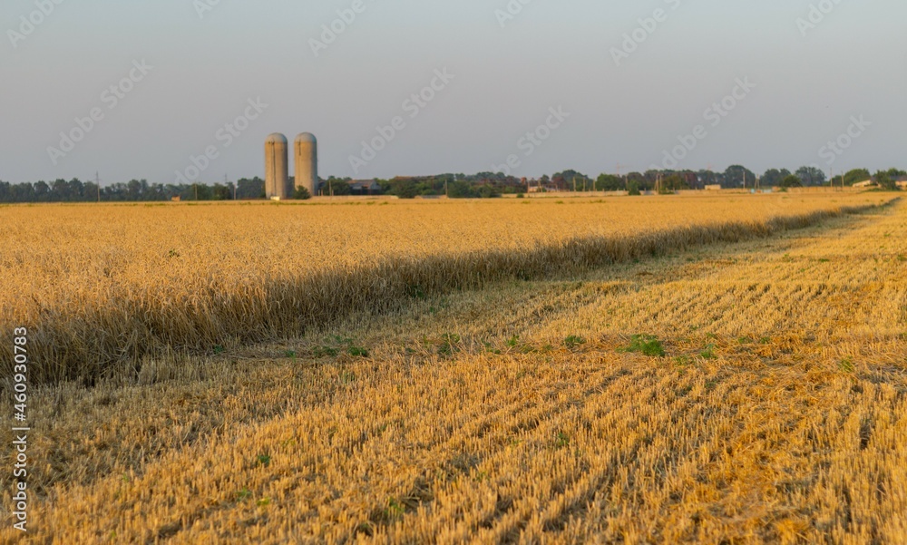 Half-harvested wheat field amid agricultural infrastructure