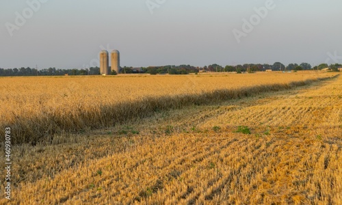 Obraz na płótnie Half-harvested wheat field amid agricultural infrastructure w salonie