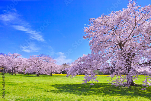 春の日本の風景。野原と桜咲く森

