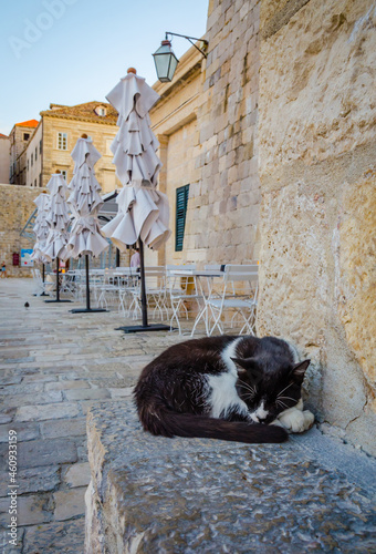 Foto Black and white cat in old city  Dubrovnik, Croatia