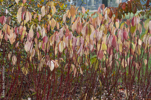 Cornus alba Baton Rouge stems in autumn photo