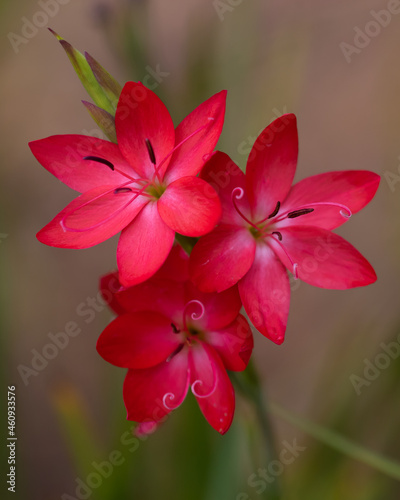 Close up of Hesperantha coccinea Oregon Sunset flowers in late summer photo