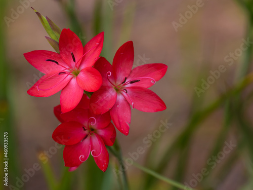 Hesperantha coccinea Oregon Sunset flowers in late summer photo