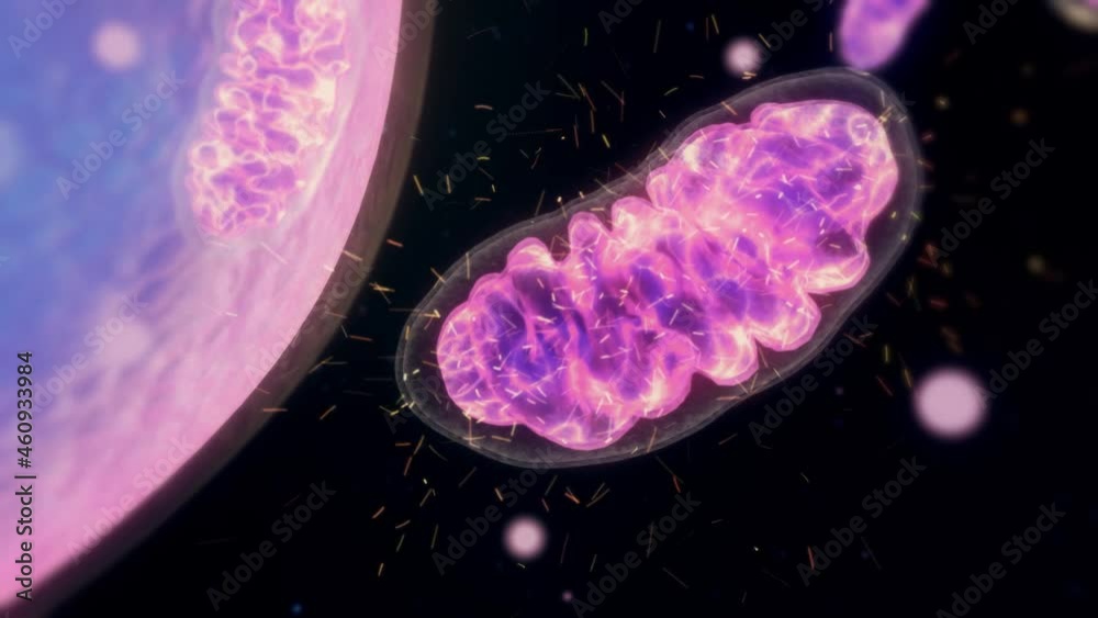 Animation Zoom inside the cell showing the mitochondria producing energy. Travel inside the human body.