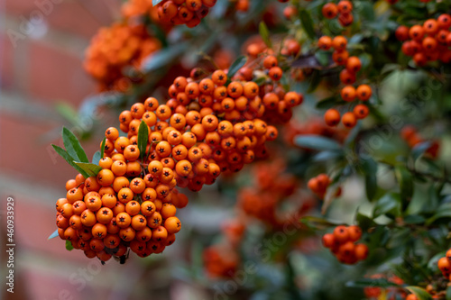 Close up of Pyracantha Saphyr Orange berries in autumn