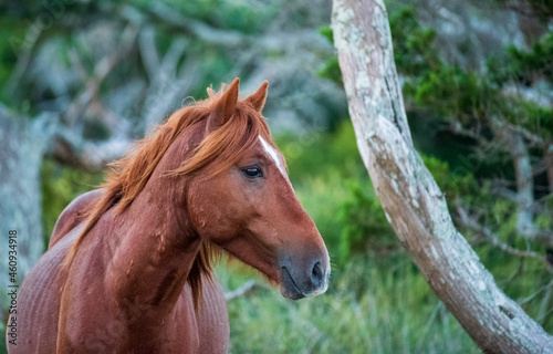 Wild Horses on Shackelford Banks © Penny Britt
