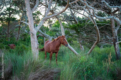 Wild Horses on Shackelford Banks photo