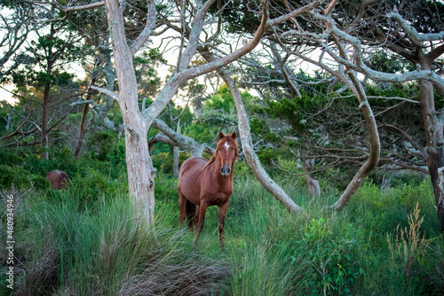 Wild Horses on Shackelford Banks photo