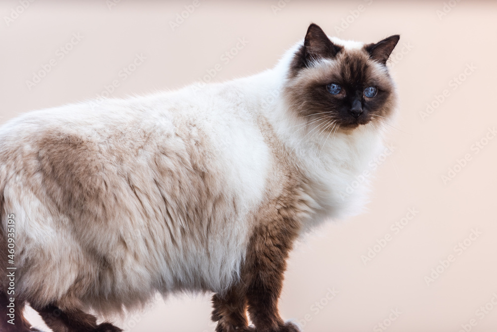 Long Hair Siamese (Balinese) Cat