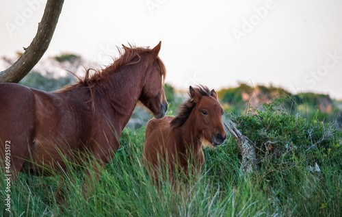 Wild Horses on Shackelford Banks photo