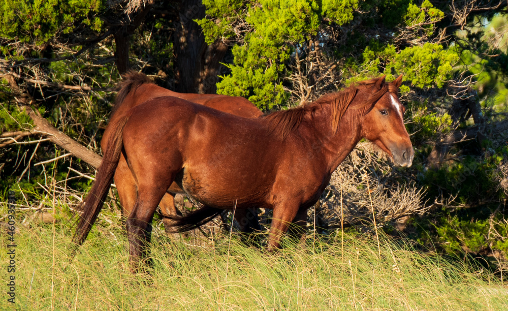 Fototapeta premium Wild Horses on Shackelford Banks