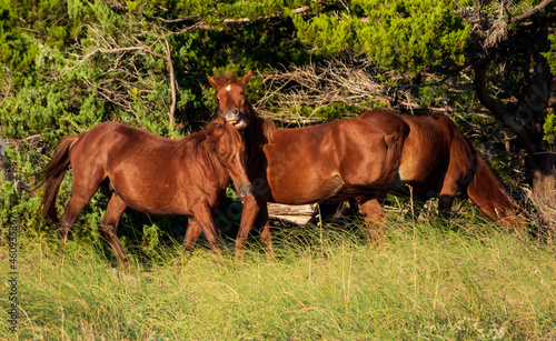 Wild Horses on Shackelford Banks