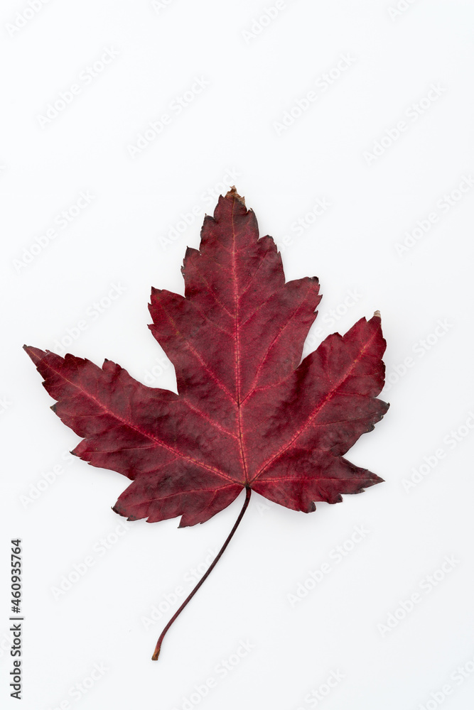 maple leaf isolated on white maple leaf isolated on white