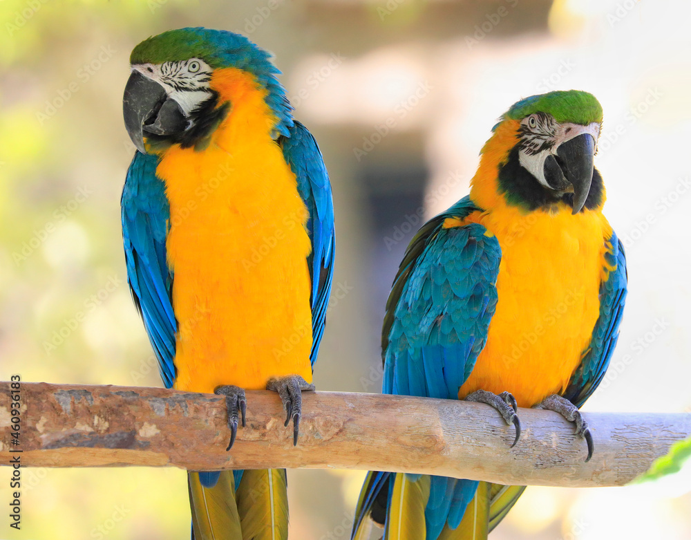 Blue and yellow macaws parrots sitting on a branch in Riviera Maya Jungle, Mexico