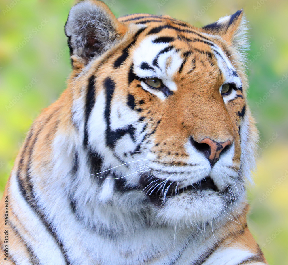 Obraz premium Siberian tiger portrait, also known as the Amur tiger
