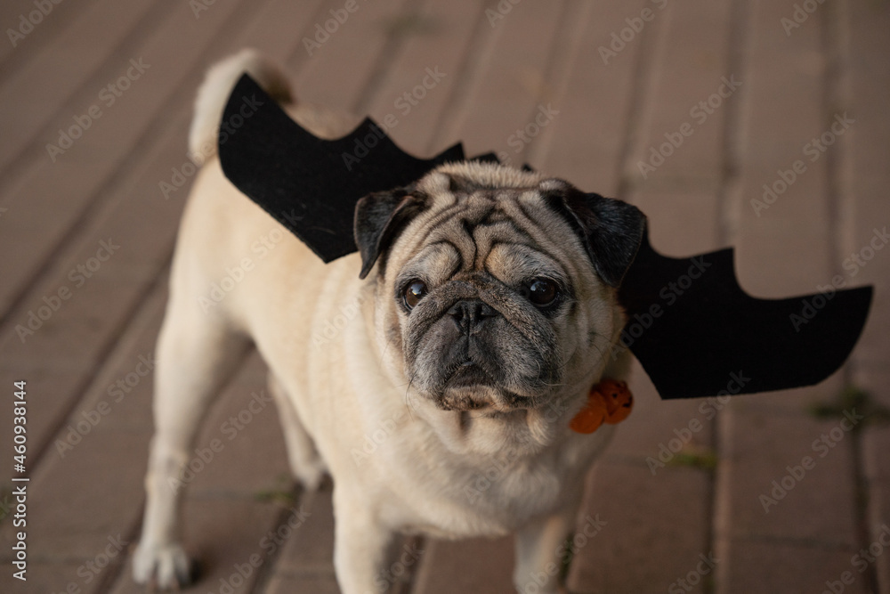 Closeup of pug wearing cute vampire costume outdoor looking at camera