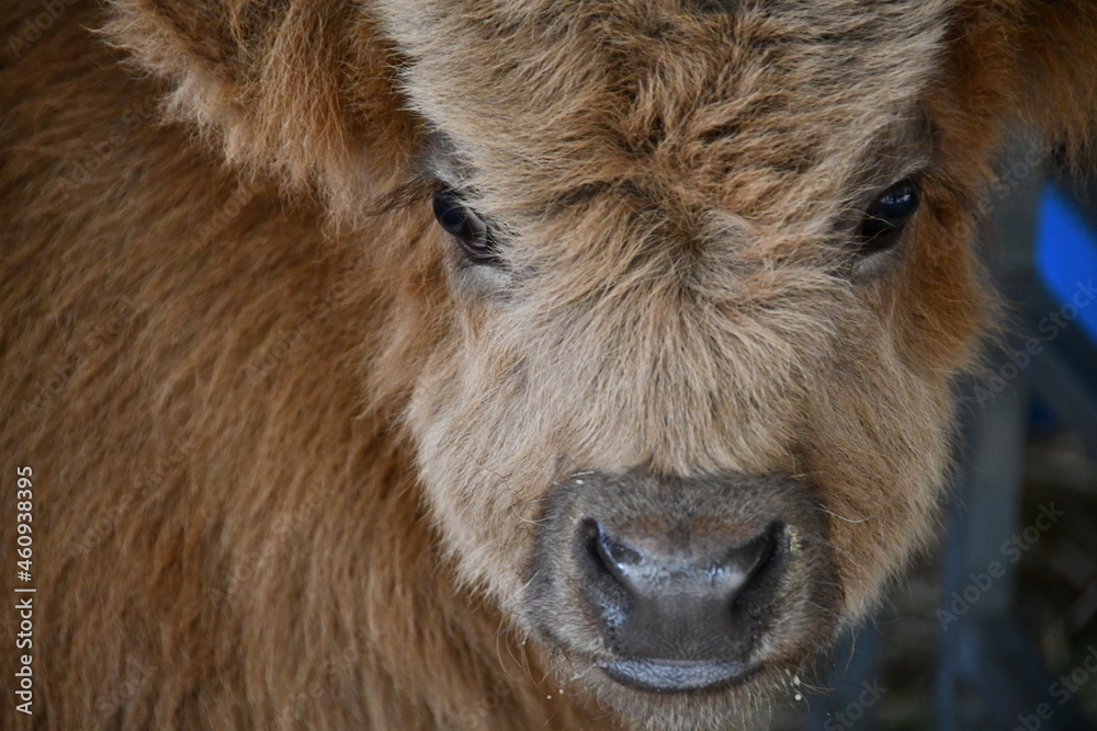 close up of a woolly cute young highland cow