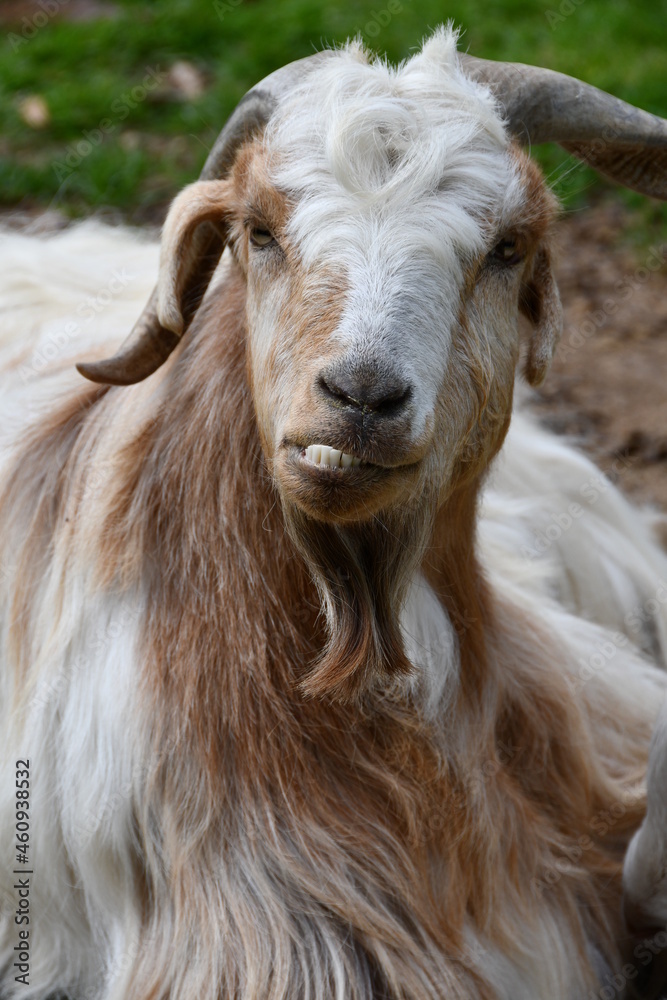 Fototapeta premium close up of a brown and white goat