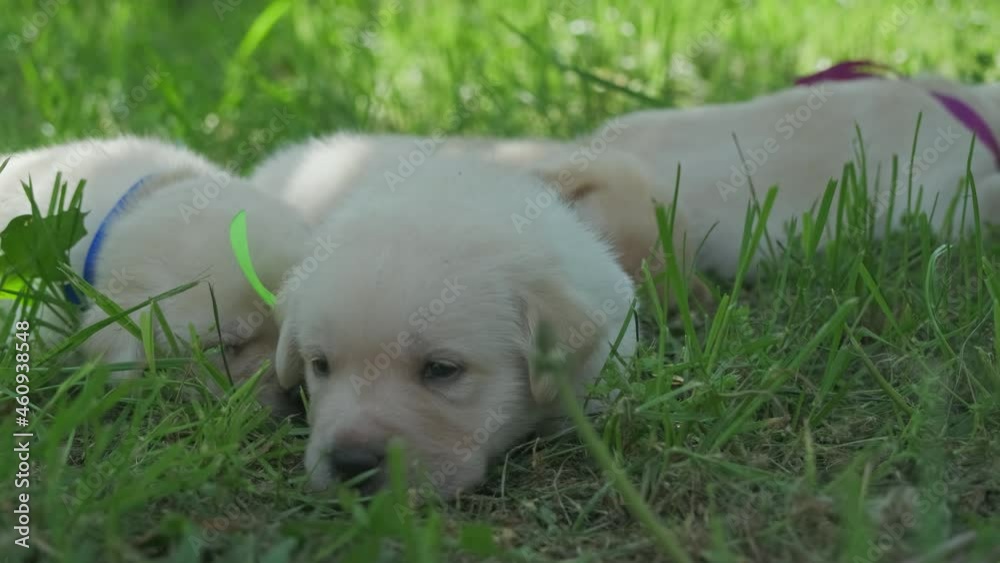 Labrador puppies, beautiful little dog in the green grass, 4k Labrador puppies, beautiful little dog in the green grass, 4k