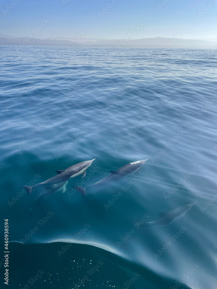 Obraz premium Pacific Ocean — Dolphins Gliding Beneath Calm Blue Surface — Quiet Coastal Wildlife Scene