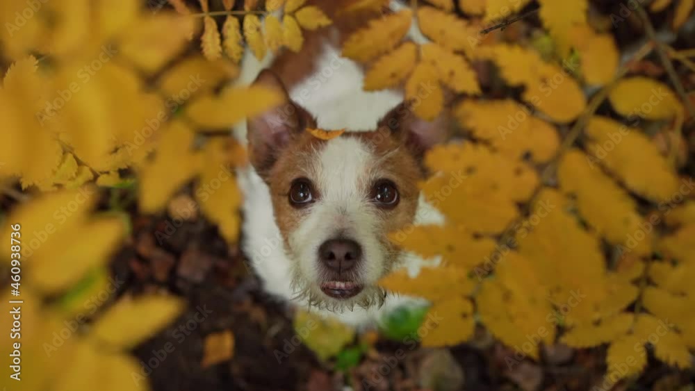 dog in yellow leaves at autumn park. Jack Russell Terrier close up . dog in yellow leaves at autumn park. Jack Russell Terrier close up .