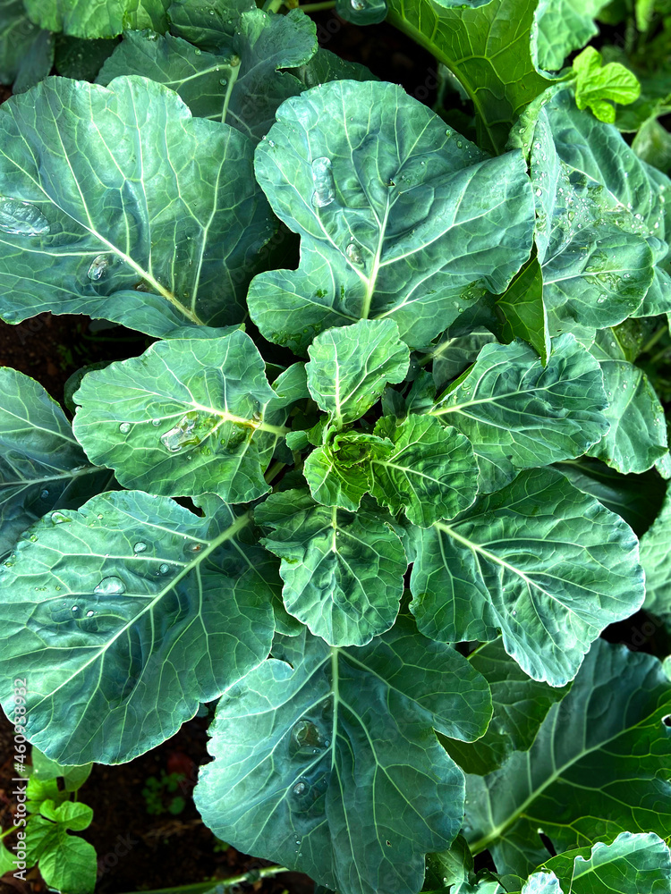 Plantação de Couve orgânica na horta, sítio e fazenda. Stock Photo ...
