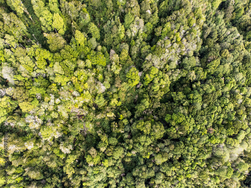 Aerial view of native forests in the Llaguepe area, Los Lagos Region in southern Chile. © angel