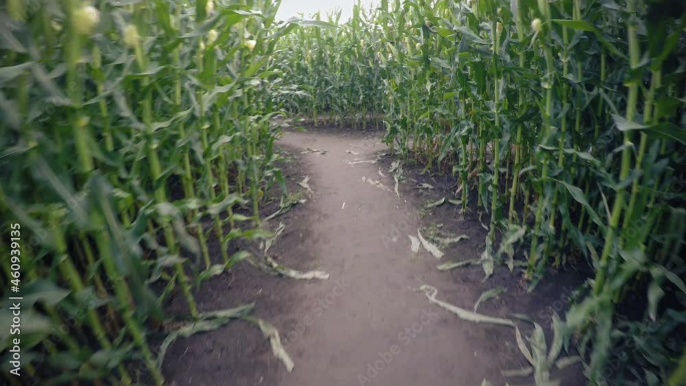 Corn Maze POV Walking Around Lost