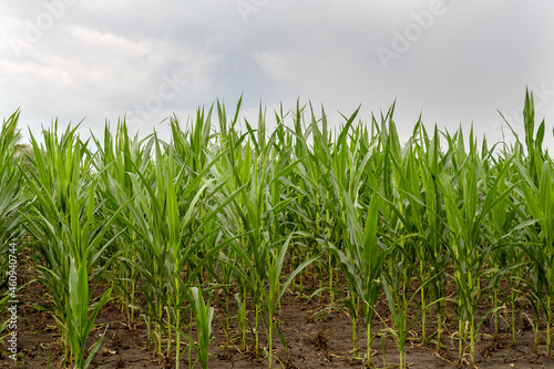 Cornfield. Young shoots of corn. Organic corn. Farm field with corn. Organic plant growing.