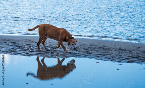 Dogs Playing at the Beach