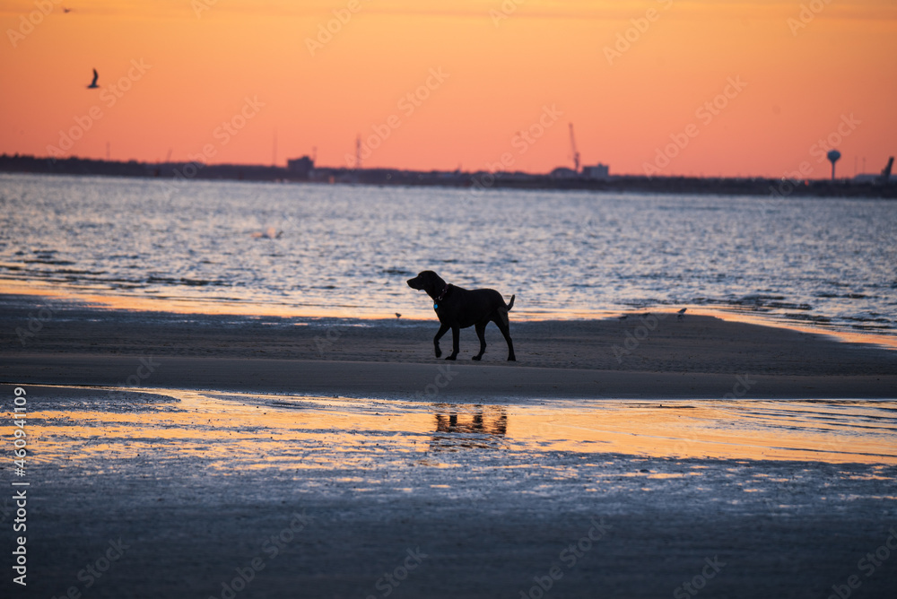 Dogs Playing at the Beach Dogs Playing at the Beach