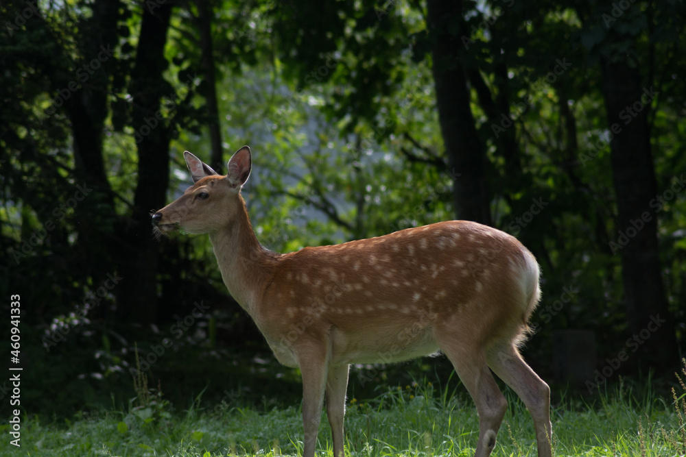 夏の森のエゾシカ 夏の森のエゾシカ