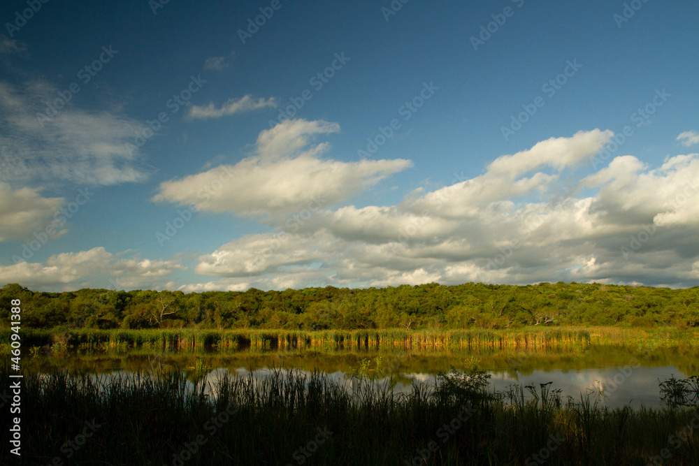 Panorama view of the lake in the forest in Pre Delta National Park. The reeds, trees and blue sky with clouds reflected in the water's surface. Panorama view of the lake in the forest in Pre Delta National Park. The reeds, trees and blue sky with clouds reflected in the water's surface.