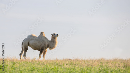 A camel grazes on a green meadow.