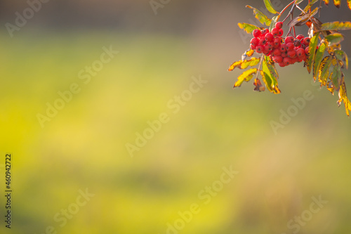 A hanging twig with red berries on a green background.