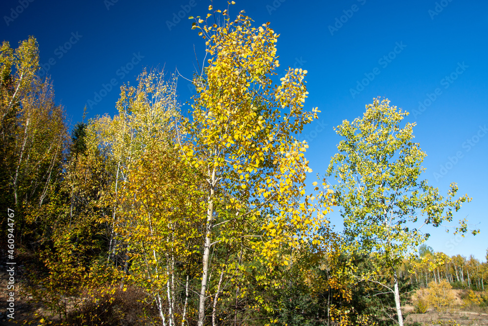 Obraz premium Fall colors in the Canadian countryside in the province of Quebec