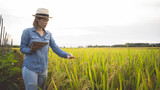 During the harvesting season in Thailand's agricultural area, an Asian woman farmer inspects rice plants with a tablet.