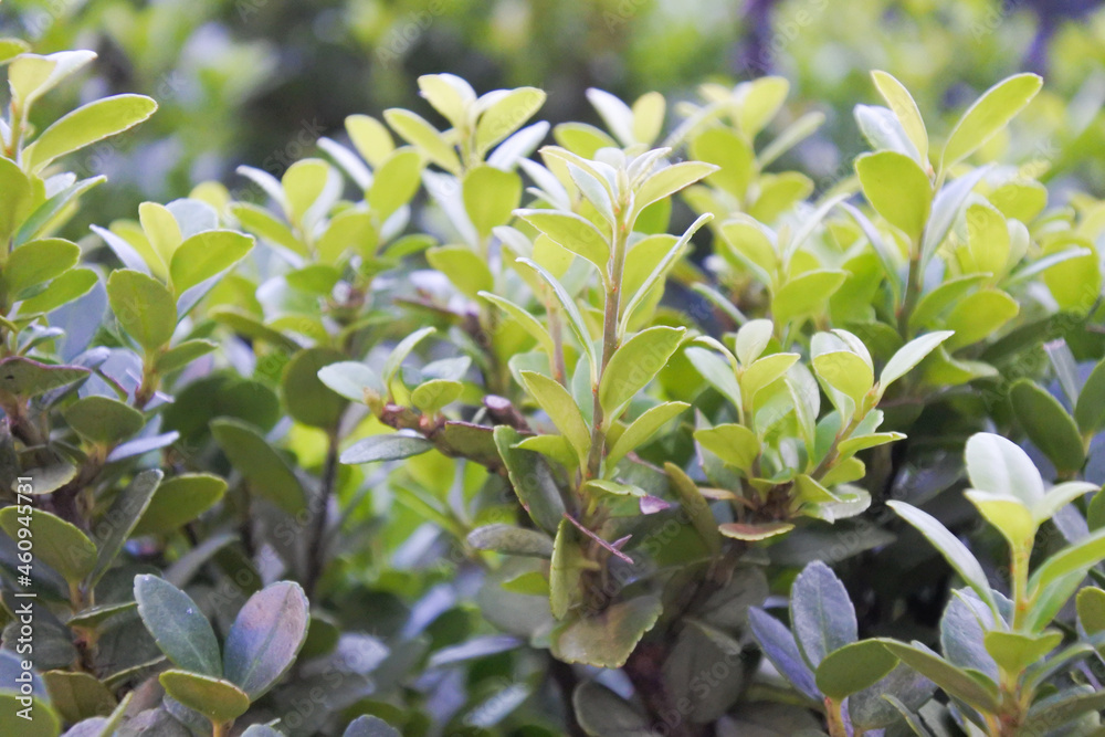 Young shoots of green shrubs / 緑の低木の若い芽 Young shoots of green shrubs / 緑の低木の若い芽