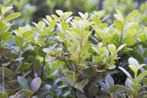 Young shoots of green shrubs                           