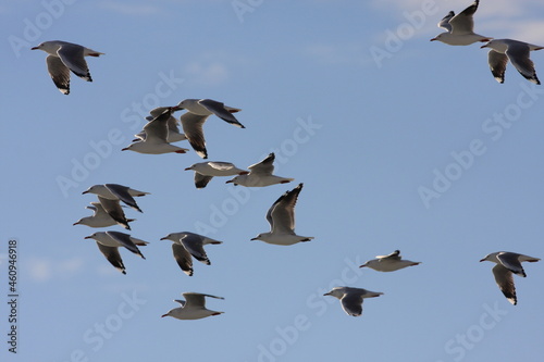 Flock of  seagulls in flight  © Neil