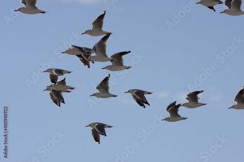 Flock of seagulls in flight 