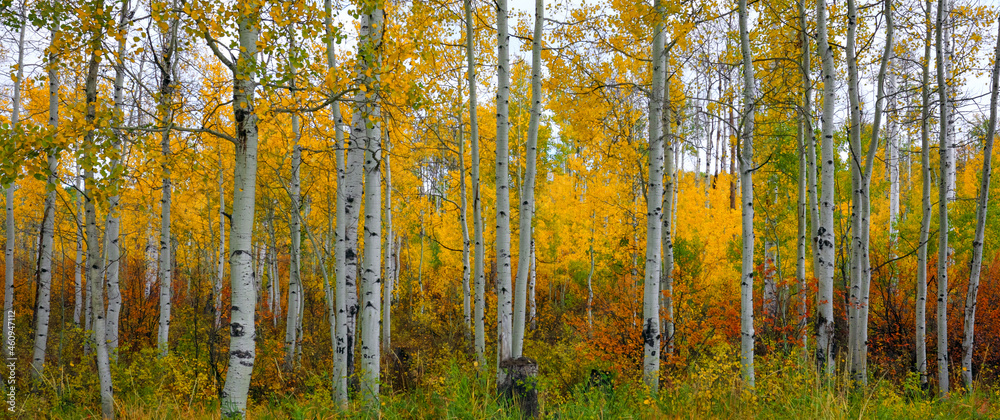 Obraz premium Fall color, Aspen Tree, Autumn Color